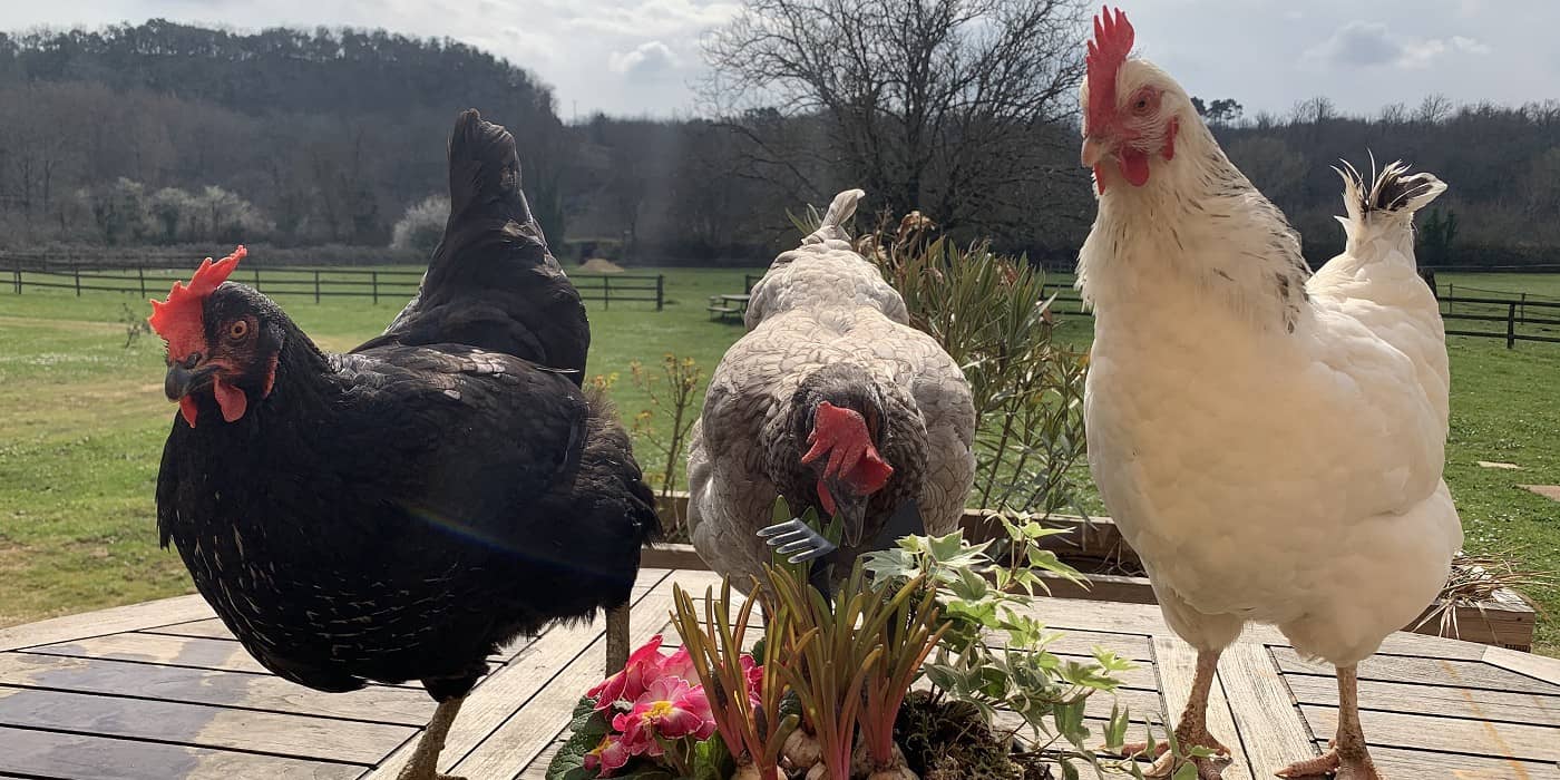 poules1400x700