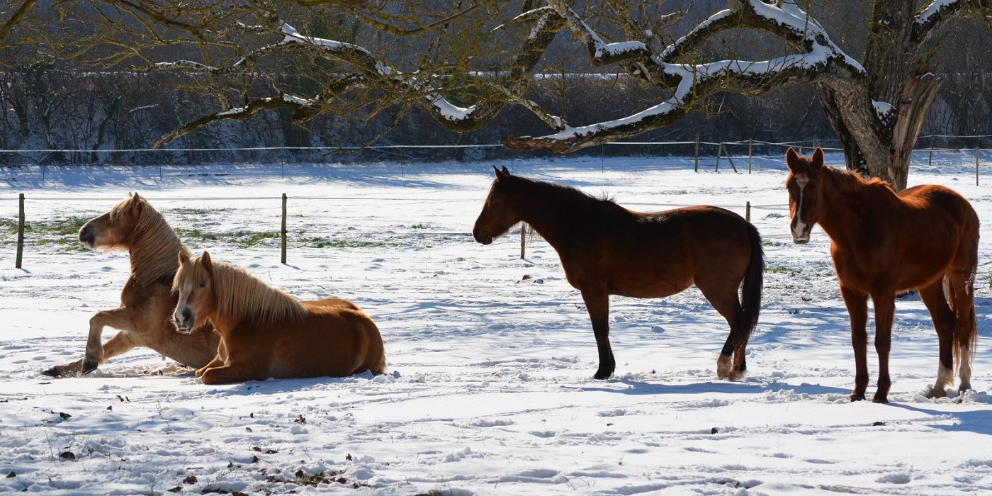 Chevaux dans la neige