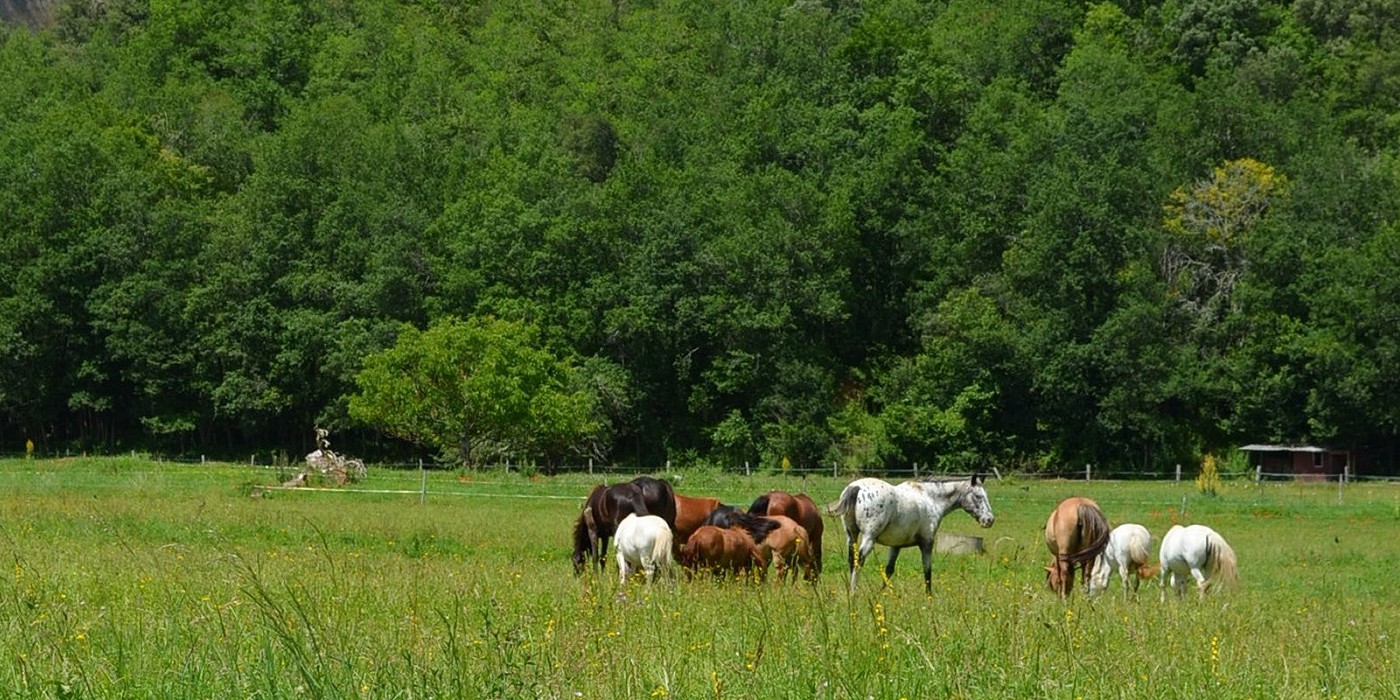 Vallée des chevaux