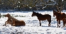 chevaux-dans-la-neige-1400x700