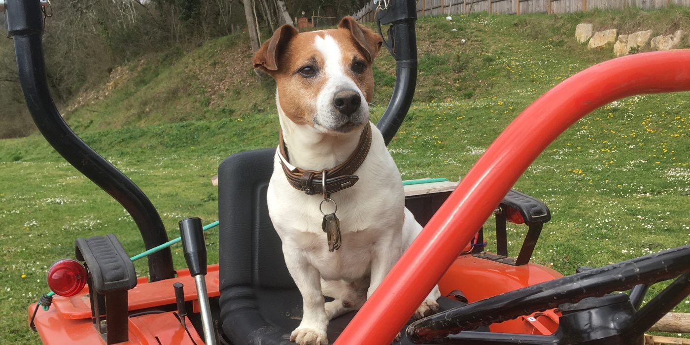 Chien sur le tracteur