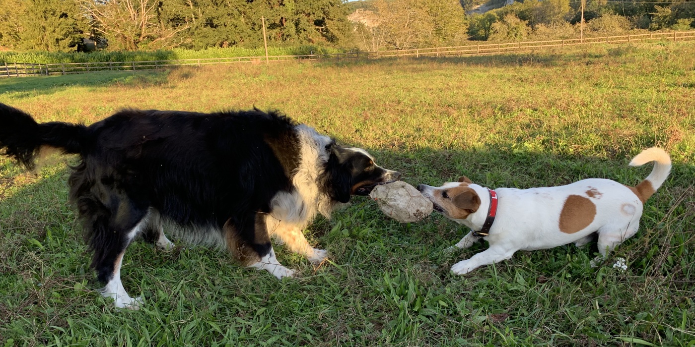 chiens jouant dans les patures